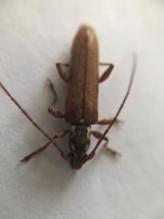 Cerambycoidea