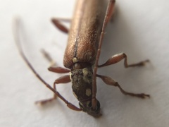 Cerambycoidea