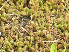 Sedum sexangulare