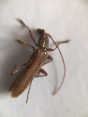 Cerambycoidea