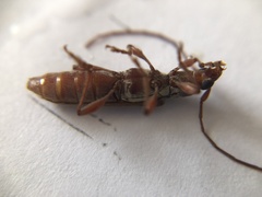Cerambycoidea