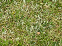 Pilosella officinarum