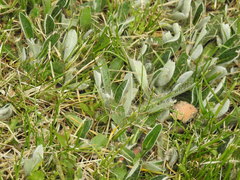 Pilosella officinarum