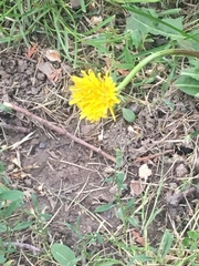 Taraxacum officinale