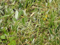 Pilosella officinarum