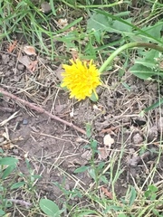 Taraxacum officinale