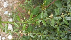 Byttneria ovata