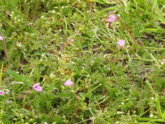 Erodium cicutarium