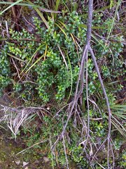 Jasminum nervosum
