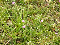 Erodium cicutarium