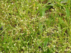 Cerastium semidecandrum