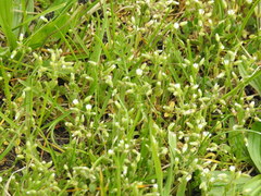 Cerastium semidecandrum