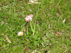 Bellis perennis