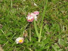 Bellis perennis