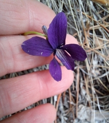 Viola mandshurica