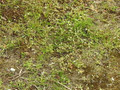 Cerastium semidecandrum