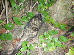 Coendou longicaudatus