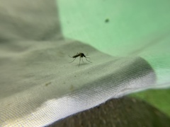 Aedes trivittatus
