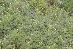 Kallstroemia maxima
