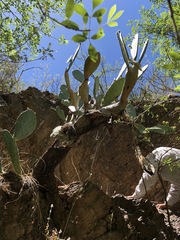Opuntia laevis