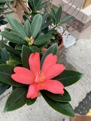 Camellia azalea