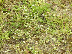 Cerastium semidecandrum