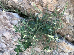 Henrya insularis