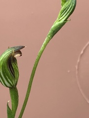 Pterostylis rubescens