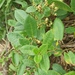 Muehlenbeckia tamnifolia - Photo (c) Ana Mireya Guerrero G.,  זכויות יוצרים חלקיות (CC BY-NC-SA), הועלה על ידי Ana Mireya Guerrero G.