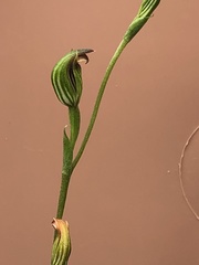 Pterostylis rubescens