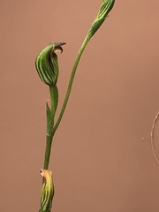 Pterostylis rubescens