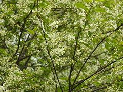 Prunus padus