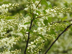 Prunus padus