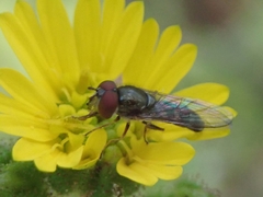 Platycheirus trichopus