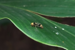 Lophostigma