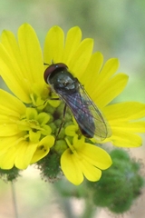 Platycheirus trichopus