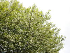 Prunus padus