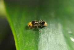 Lophostigma
