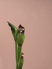 Pterostylis rubescens
