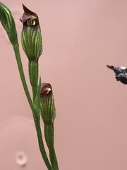 Pterostylis rubescens