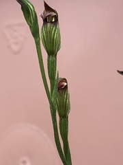 Pterostylis rubescens
