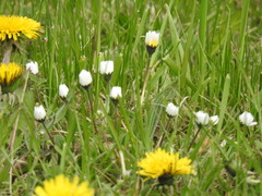 Bellis perennis
