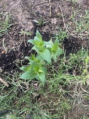 Spigelia marilandica