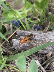 Phyllobrotica sororia
