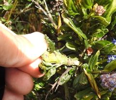 Periploca ceanothiella