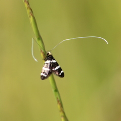 Adela trigrapha