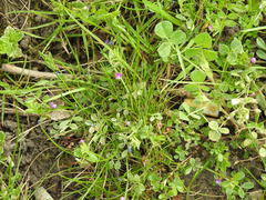 Vicia lathyroides