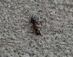Formicidae