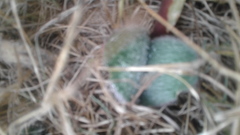 Haemanthus pubescens