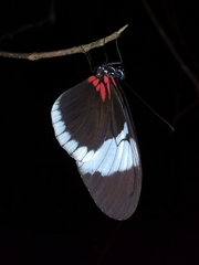 Heliconius sapho